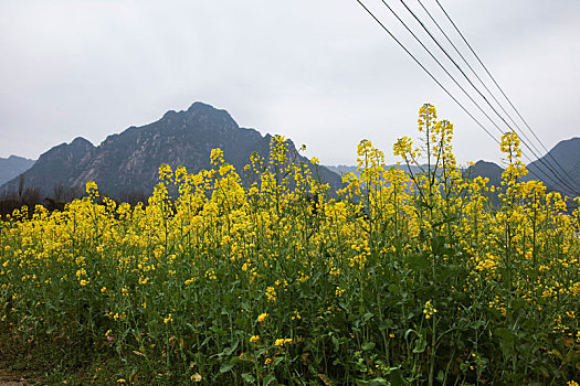 soi cau mien phi 8888