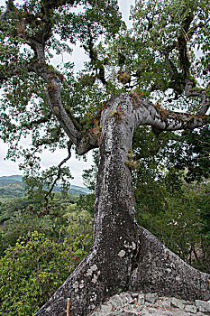bạch thủ xsmb